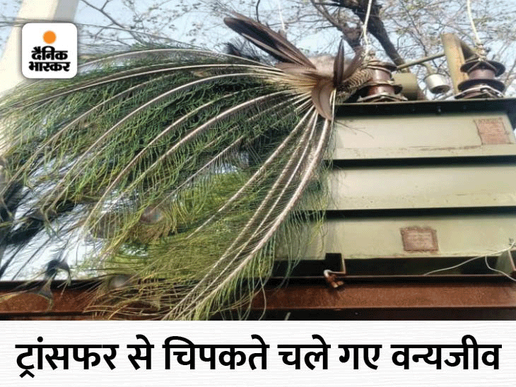 Leopard died of electrocution; Stunned cat survives मोर को देख