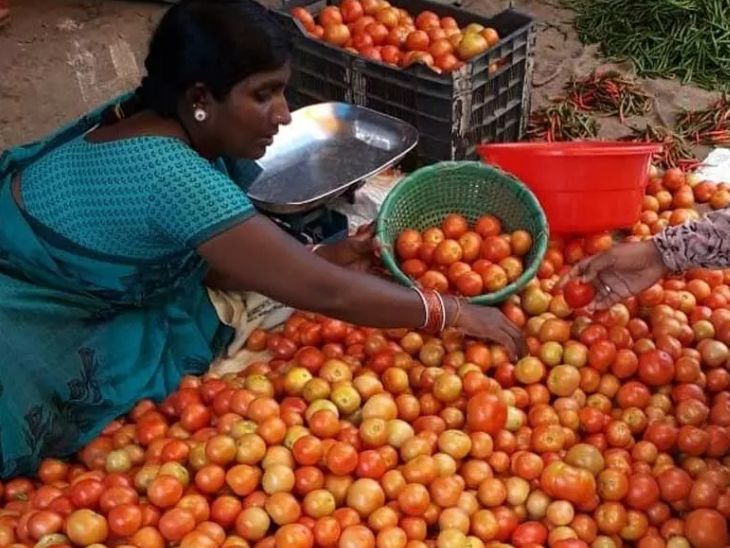 Tomato Price Update Up Mumbai Bhopal Jaipur Tomato Wholesale Rate Tomato Price Update Up Mumbai Bhopal Jaipur Tomato Wholesale Rate