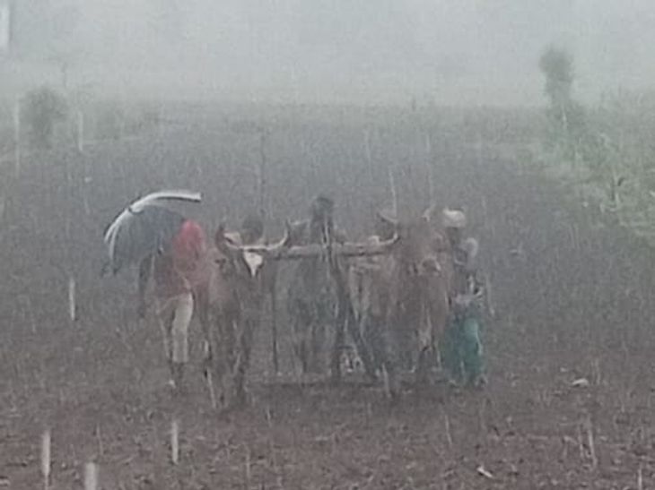 It is raining since 3.30 pm, 50 percent farmers have sown | बुरहानपुर ...