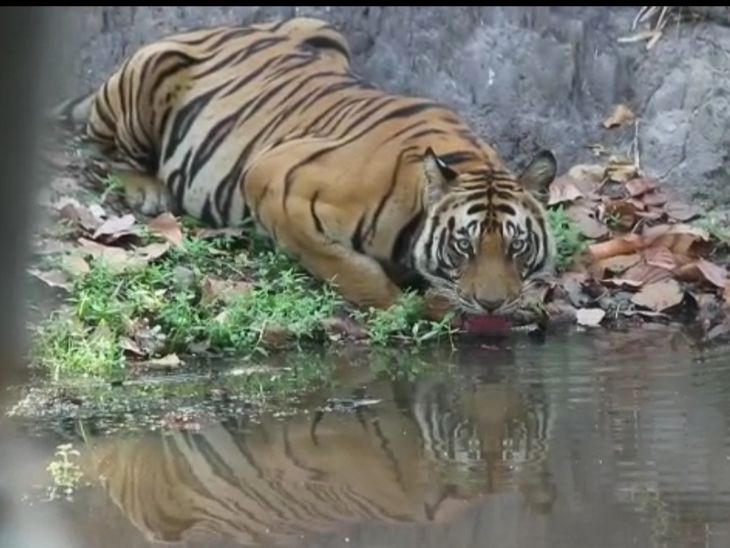 Entry closed in core area of Bandhavgarh Tiger Reserve for three months, safari will continue in