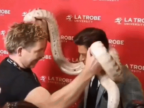 Shah Rukh Khan Old Video Goes Viral; Wraps A Python Around His Neck