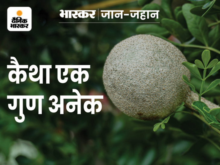 Kaitha is the world's best appetizer and liver tonic, it slows down ...