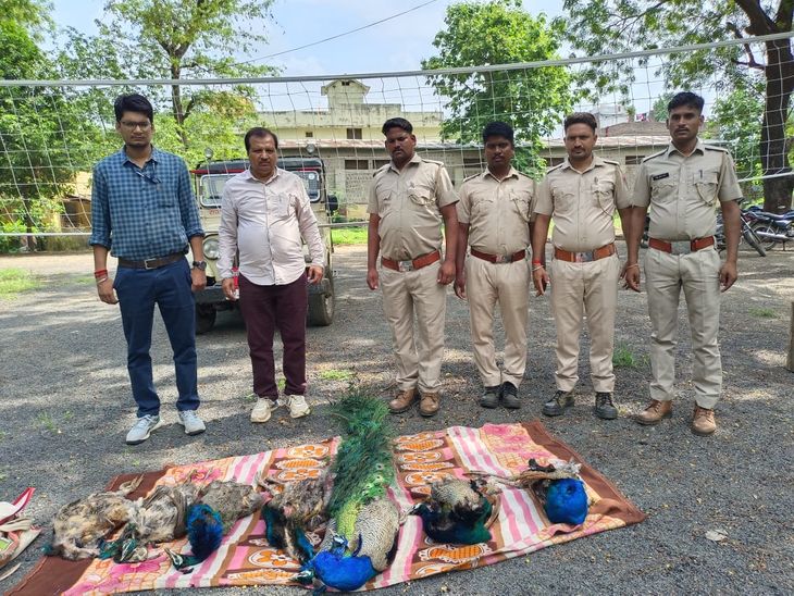 Two poachers caught with seven dead peacocks, sent to jail सात मृत