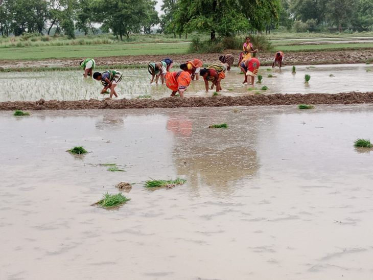 Farmers are struggling on 92% of the plot due to less rain, the target ...