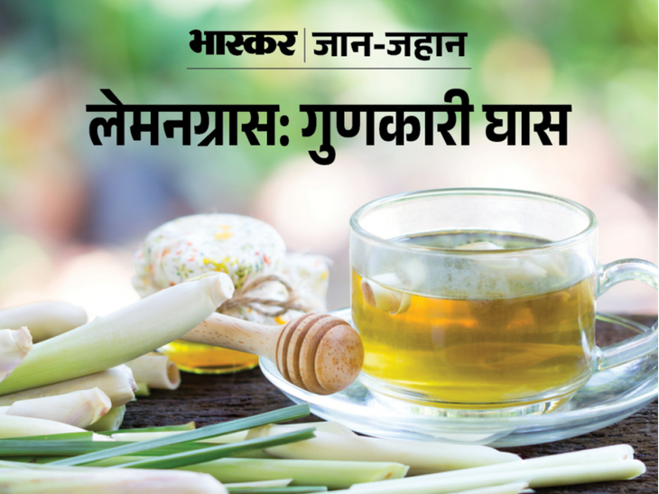 benefits-and-uses-of-lemongrass