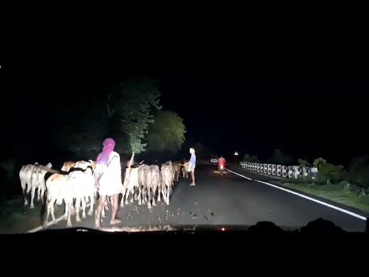Fearless cow smugglers are telling the rate of the police station