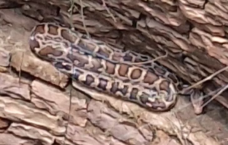 7 feet long python seen in the well | कुएं में दिखा 7 फीट लंबा अजगर ...