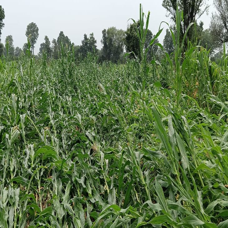 Maize crop spread due to strong wind with rain | बारिश के साथ तेज हवा ...