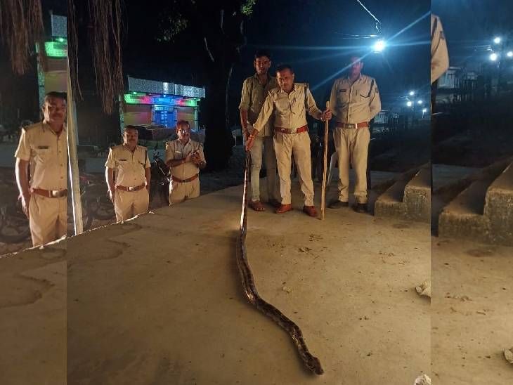 Python came into residential area, created panic | रहवासी इलाके में आया ...