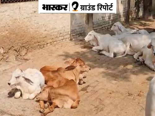 what-are-bulls-and-old-cows-in-iskcon-gaushala-maneka-gandhi-had-given