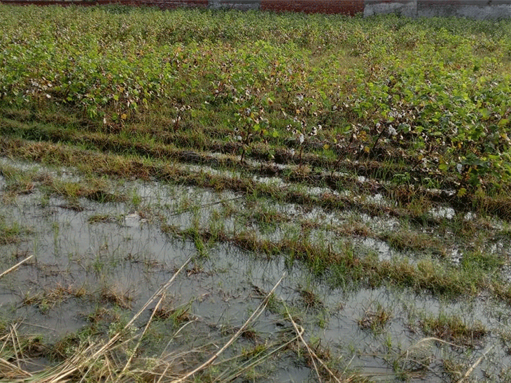 Faridkot Rain Update Punjab Weather Today दो बार गिरे ओले, कपास की