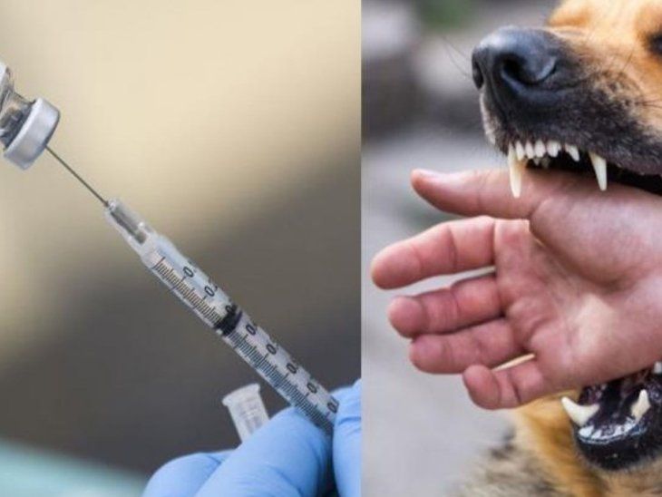 Rabies disease is increasing | बढ़ रही है रेबीज बीमारी: 2 साल में 11 ...