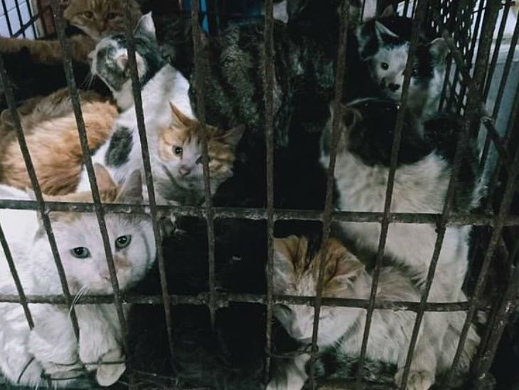 China Cat Meat Mutton Controversy | Police Rescued Cats