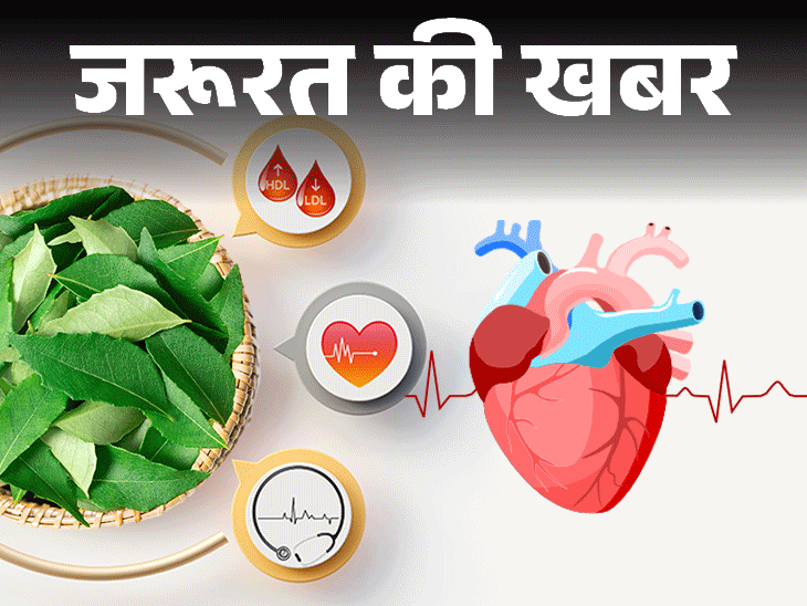 Curry Leaves Kari Patta benefits weight loss hair diabetes control