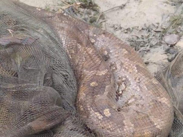 11 feet python trapped in fishermen's net | मछुआरों के जाल में फंसा 11 ...