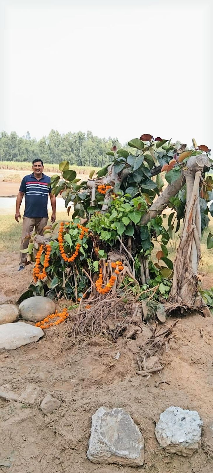 The shopkeeper saved the tree uprooted from the Kandam building of Bal ...