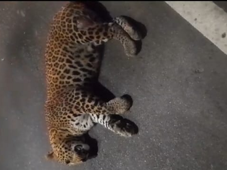 Death of leopard on the side of Martyr's Path