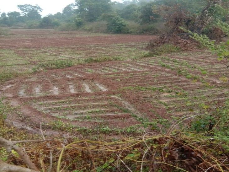 Preparation for opium cultivation on forest and raiyat land
