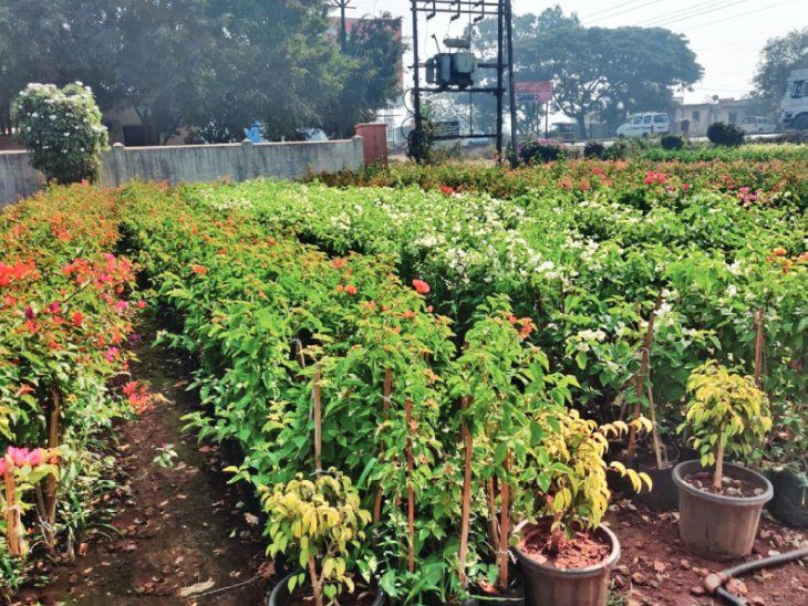 Bhopal's flowers will make Ayodhya's Ram temple fragrant, more than 35