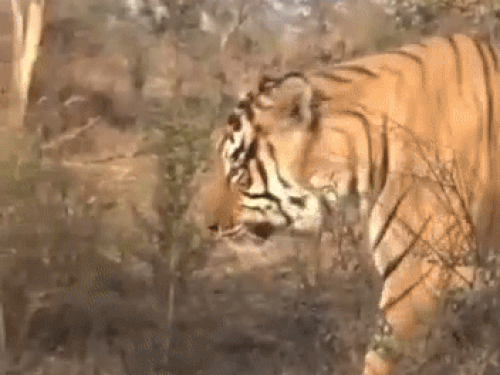 नए साल में दिखा सरिस्का का 'युवराज': टूरिस्ट की जिप्सियों के पास से निकला, टाइग्रेस ST-9 भी जंगल में दिखी - Money Bhaskar