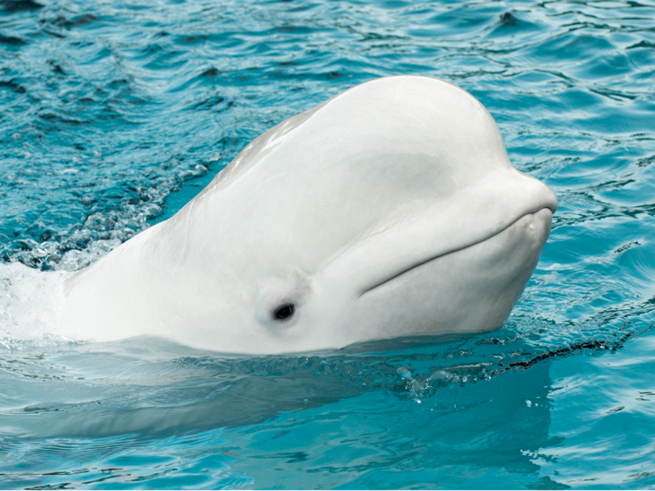 White whale seen in Thailand's sea | थाईलैंड के समुद्र में दिखी व्हाइट ...