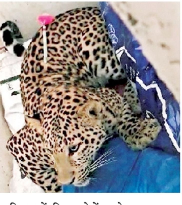 Leopard caught from Rishi Nagar and left in Kalesar forest, rumor of ...