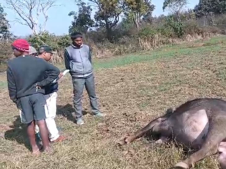 electric shock applied to trap a wild animal | जंगली जानवर को फंसाने के ...