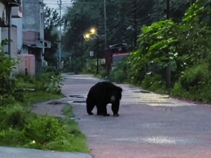 Bear entered the city, people saved their lives by pulling down the shutters | शहर में घुसा भालू, लोगों ने शटर गिराकर बचाई जान: जंगल से रास्ता भटटकर शहर आया, देखते ही मच गई अफरा-तफरी