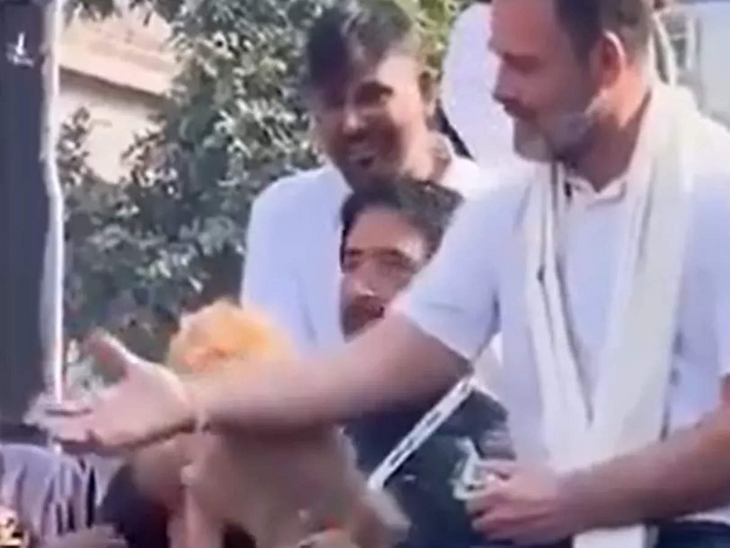 Dog controversy during Bharat Jodo Nyay Yatra Video | भारत जोड़ो न्याय यात्रा के दौरान डॉग कंट्रोवर्सी: राहुल एक डॉग को बिस्कुट खिलाते नजर आए; भाजपा का आरोप- कुत्ते का बिस्कुट सपोर्टर को दिया