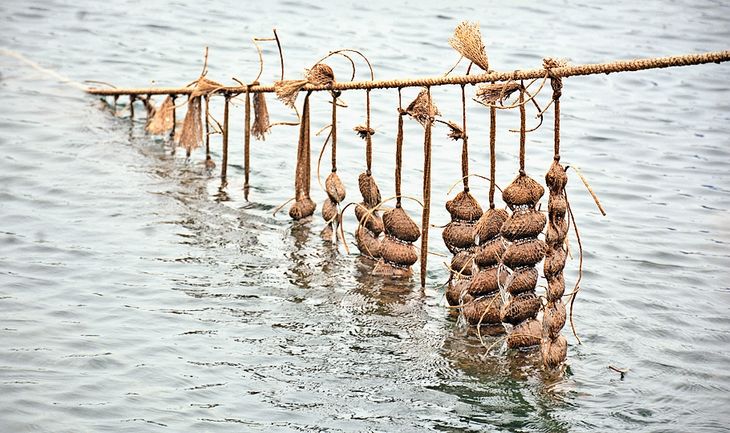 Know how pearls are prepared from shells. | जानिए... सीपियों से किस ...