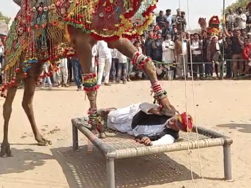 Nagaur Shri Ramdev Animal Fair, Nagauri Bulls, Horses, Camels, Shri Ramdev Pashu Mela | नागौर के ऊंट ‘मोहन’ पर सजाया राम दरबार: मालिक की आवाज पर दौड़ा चला आता है; हैरतअंगेज करतब देख उत्साहित हुए विदेशी सैलानी – Nagaur News