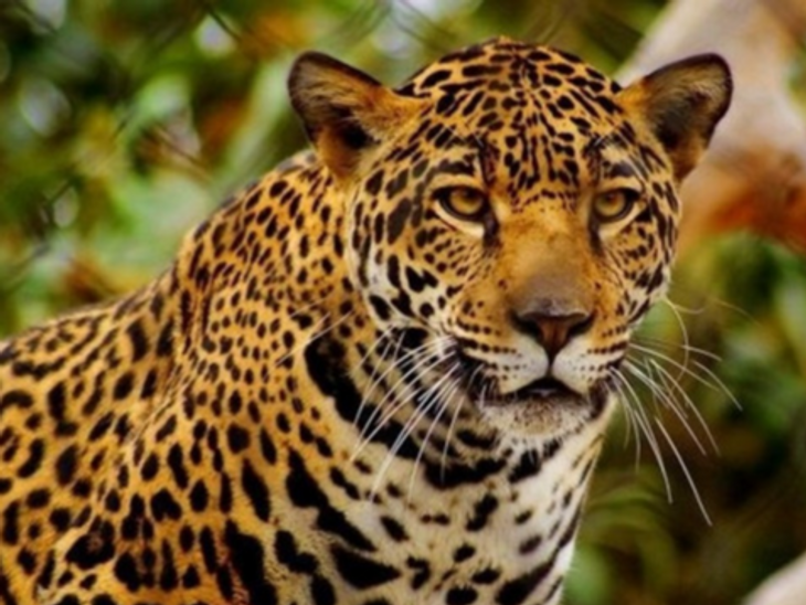 Madhya Pradesh Leopard Population Kanha Satpura Panna Tiger Reserve