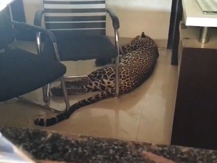 Leopard entered the marriage lawn in Malegaon, Nashik: | नासिक के मालेगांव में मैरिज लॉन में घुसा तेंदुआ: 12 साल के बच्चे की बहादुरी से पकड़ा गया, वीडिओ वायरल