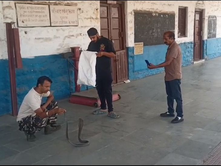 4.5 फीट लंबे कोबरा सांप का रेस्क्यू, VIDEO: रेलवे स्टेशन के रिजर्वेशन काउंटर के बाहर बैठा था सांप, सर्पमित्र ​​​​​​​ने पकड़ कर प्राकृतिक आवास में छोड़ा - barwaha News