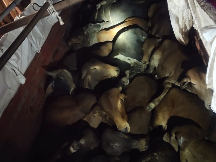 A truck full of cattle seized, 23 freed; death of 2 | छोटीसादड़ी पुलिस ...