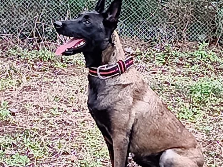 Dog Maya ready to find hunters, | डॉग माया शिकारियों को खोजने को तैयार ...