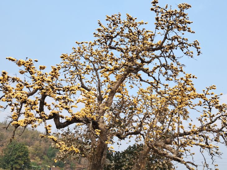 Medicinal tree laden with white palash flowers