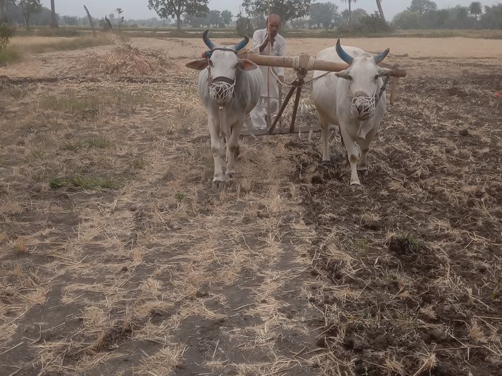 Sowing of mung crop starts | कंकरखेड़ा में फसल: किसानों ने चालू की मूंग ...