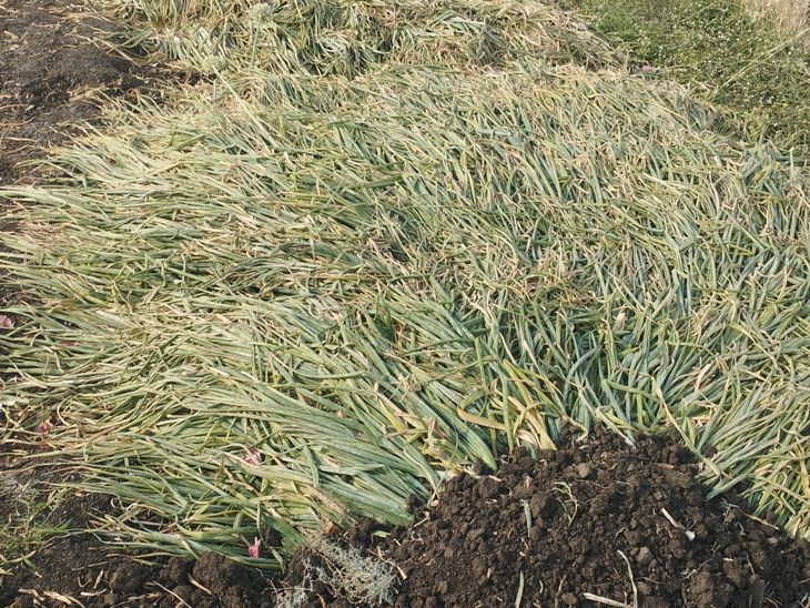 Onions lying in the fields; Fear of rain has increased the worries of ...