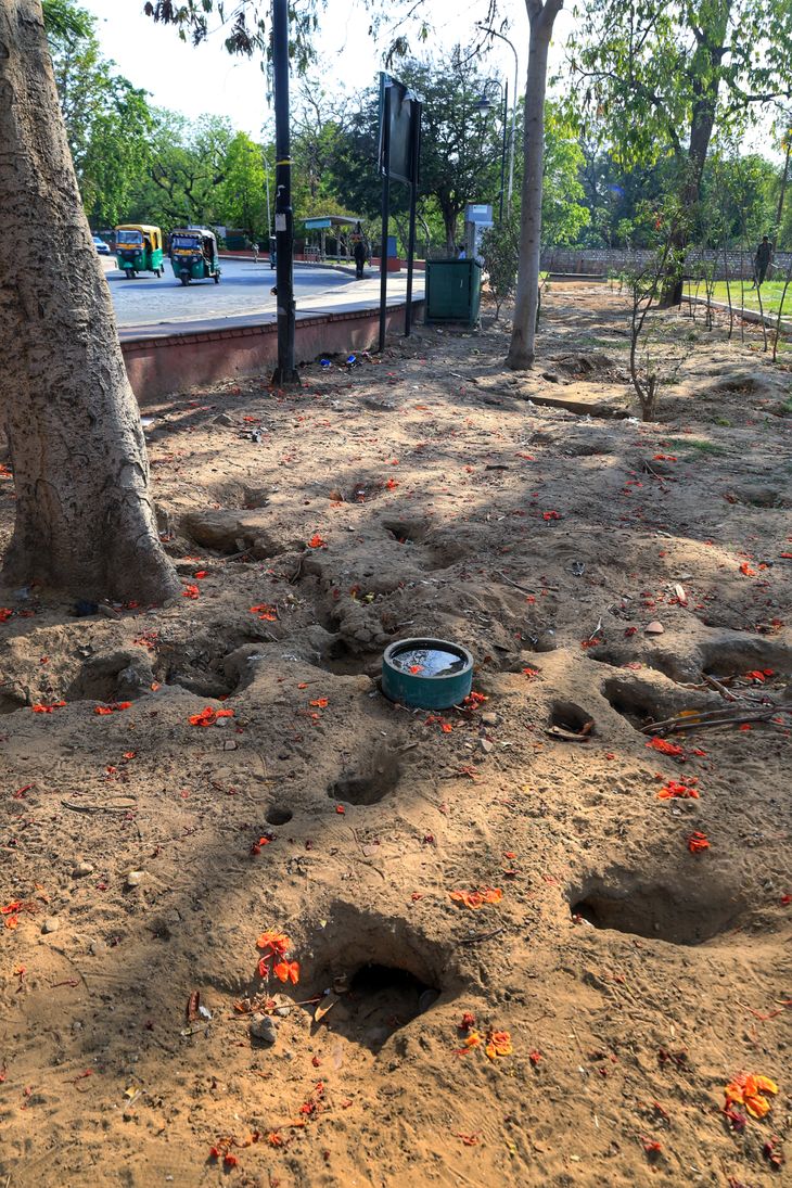Rats dug up the land around Albert Hall and hollowed out more than 110 ...