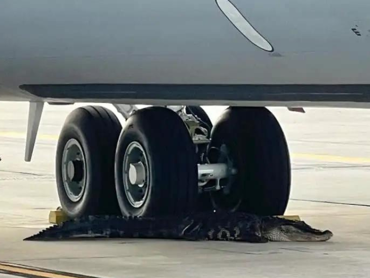 Crocodile enters US airbase | यूएस एयरबेस में घुसा मगरमच्छ: टैंकर प्लेन के टायरों में नजर आया; निकालने के लिए बुलाने पड़े स्पेशलिस्ट