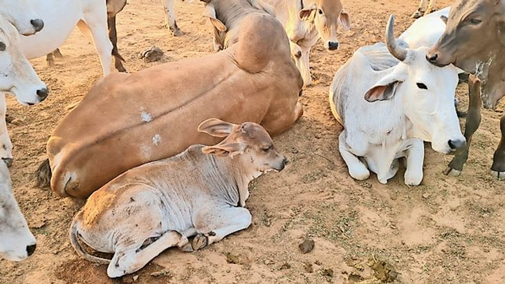 The cow died before help arrived, the calf was taken to the Kanji house ...