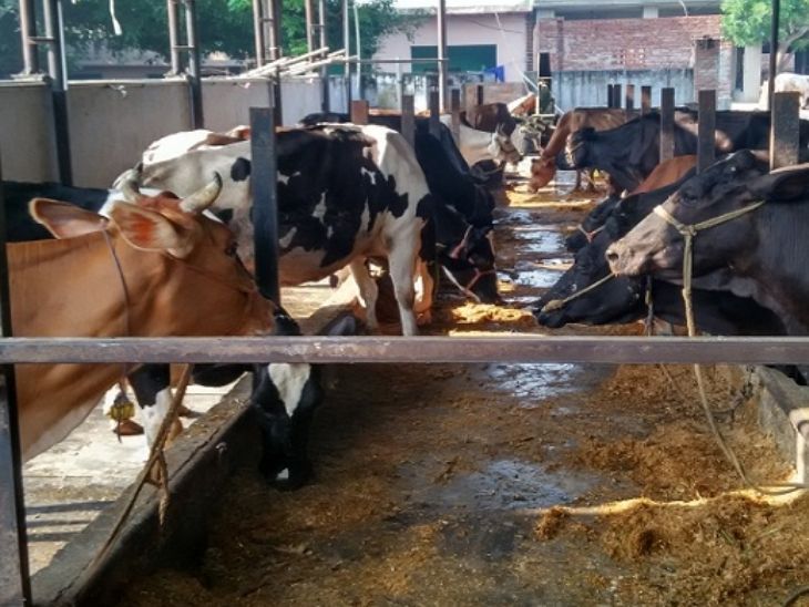 Delhi Farms Fake Oxytocin Misuse Case Update | Delhi News | दिल्ली में नकली ऑक्सीटोसिन के यूज पर कार्रवाई के आदेश: हाईकोर्ट बोला – इसका प्रयोग पशु क्रूरता के तहत अपराध, कहा जल्द डेयरी शिफ्टिंग हो