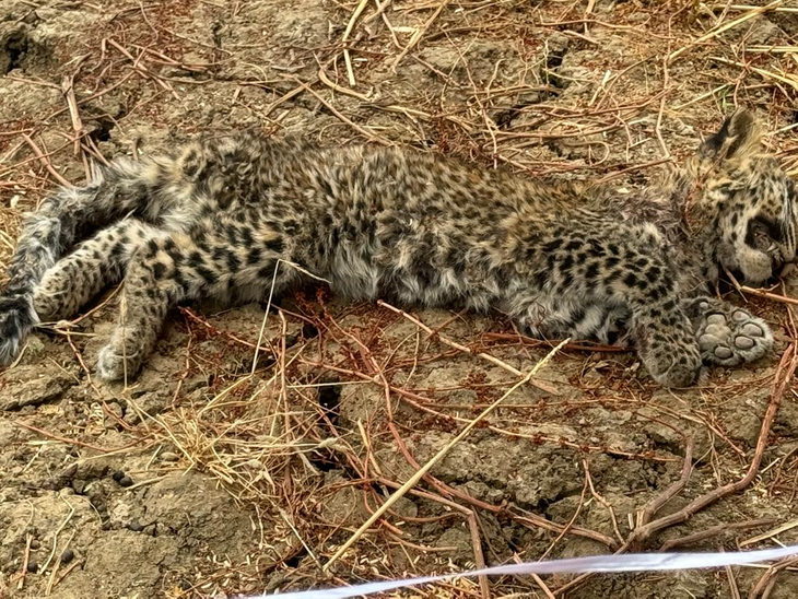 Dead leopard cub found in Agra's Chambar Sanctuary | आगरा की चंबल ...