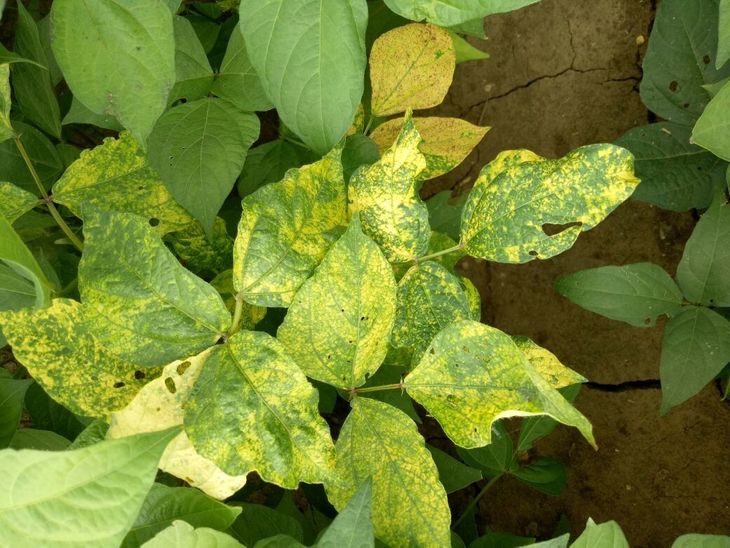Yellow mosaic disease affects moong crop in Mograram