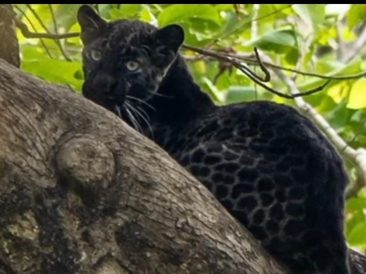 Rare black leopard seen on tree | पेड़ पर दिखा दुर्लभ काला तेंदुआ: पेंच  नेशनल पार्क में पर्यटक हुए रोमांचित, कैमरे में कैद किया नजारा - Seoni News  | Dainik Bhaskar