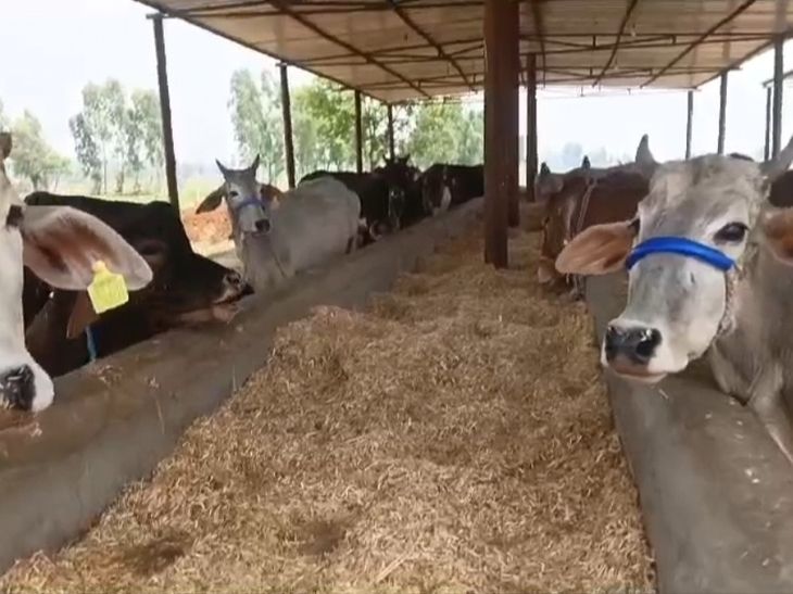 गोवंश का शव ट्रैक्टर-ट्राली से तालाब में फेंका, VIDEO: प्रधान पति बोले- गड्‌ढा खोदने के लिए नहीं मिले थे लड़के, एक दिन बाद दबाया गया - Sambhal News