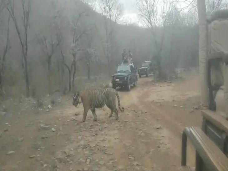 मौसम बदलने के साथ ही सरिस्का ​​​​​​​में टाइगर साइटिंग बढ़ी: टूरिस्ट ने युवा बाघ एसटी-21 को देखा, जिप्सियों के सामने आया-VIDEO - Alwar News