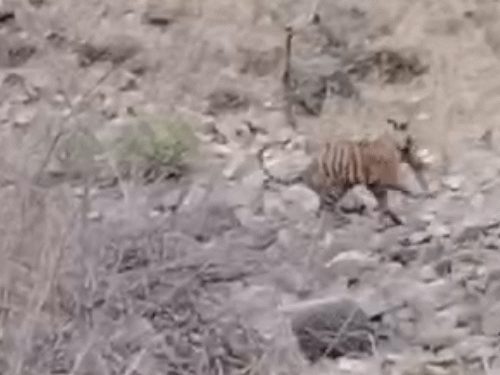 सांभर के बच्चे से खेलता रहा बाघ: आधे घंटे तक की अठखेलियां, फिर बिना शिकार किए छोड़ गया - Sawai Madhopur News