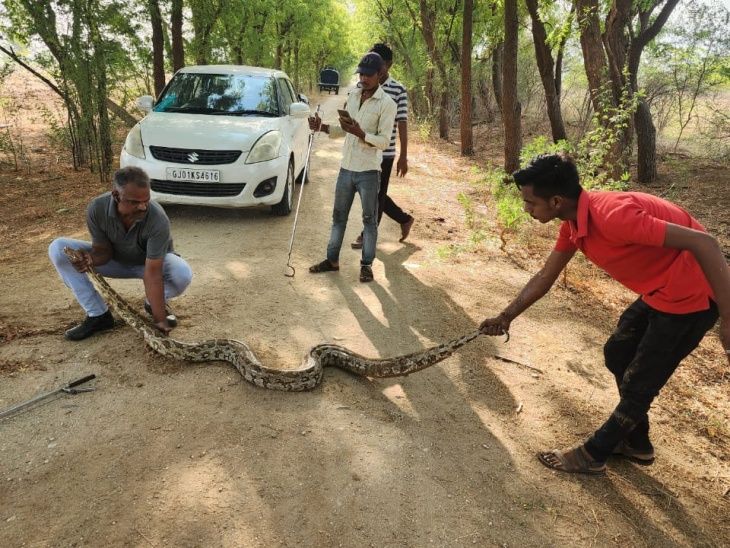 11 feet long python found at agricultural farm house | कृषि फार्म हाउस ...